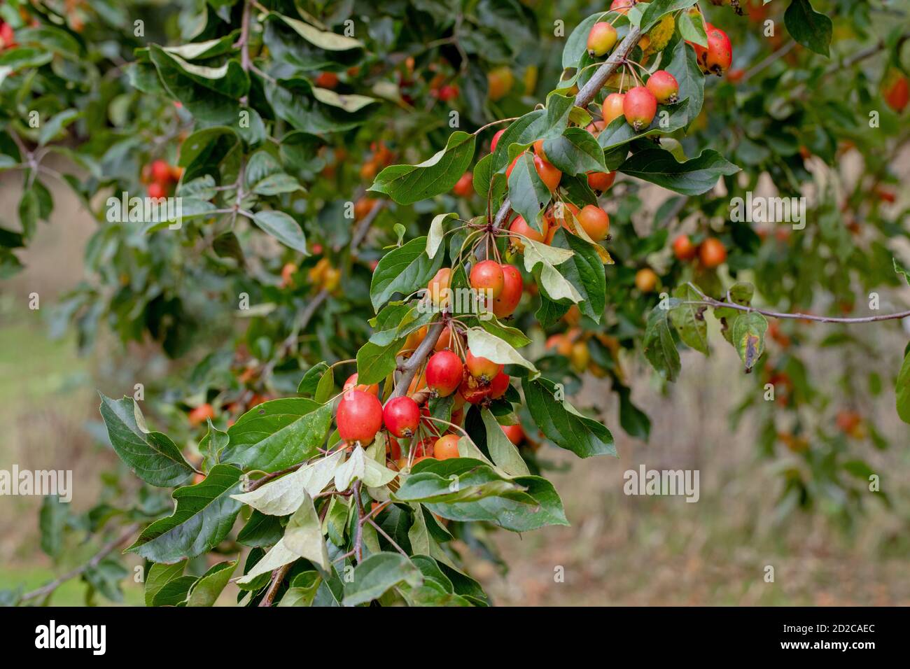 Crab Apple, Baum, Obst, (Malus sylvestris). Farbenfrohe Herbstfrüchte. Gewicht der Zahlen, die die Zweige tragen. Wilde Vorfahren alle kultivierten Sorten Stockfoto