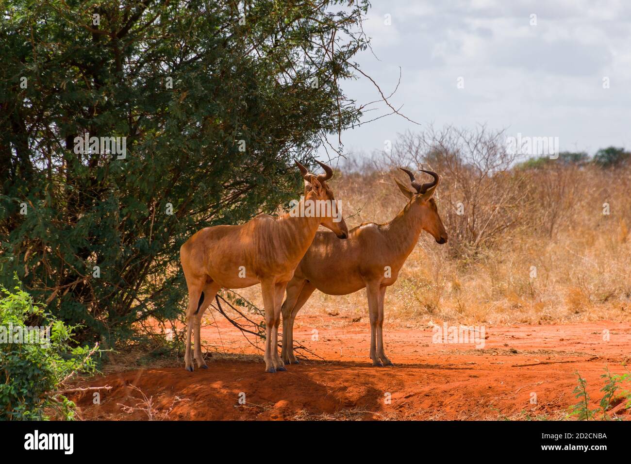 Ein Paar Coke's hartebeest (Alcelaphus buselaphus cokii) oder kongoni stehen im Schatten eines großen Busches, Tsavo, Kenia, Ostafrika Stockfoto