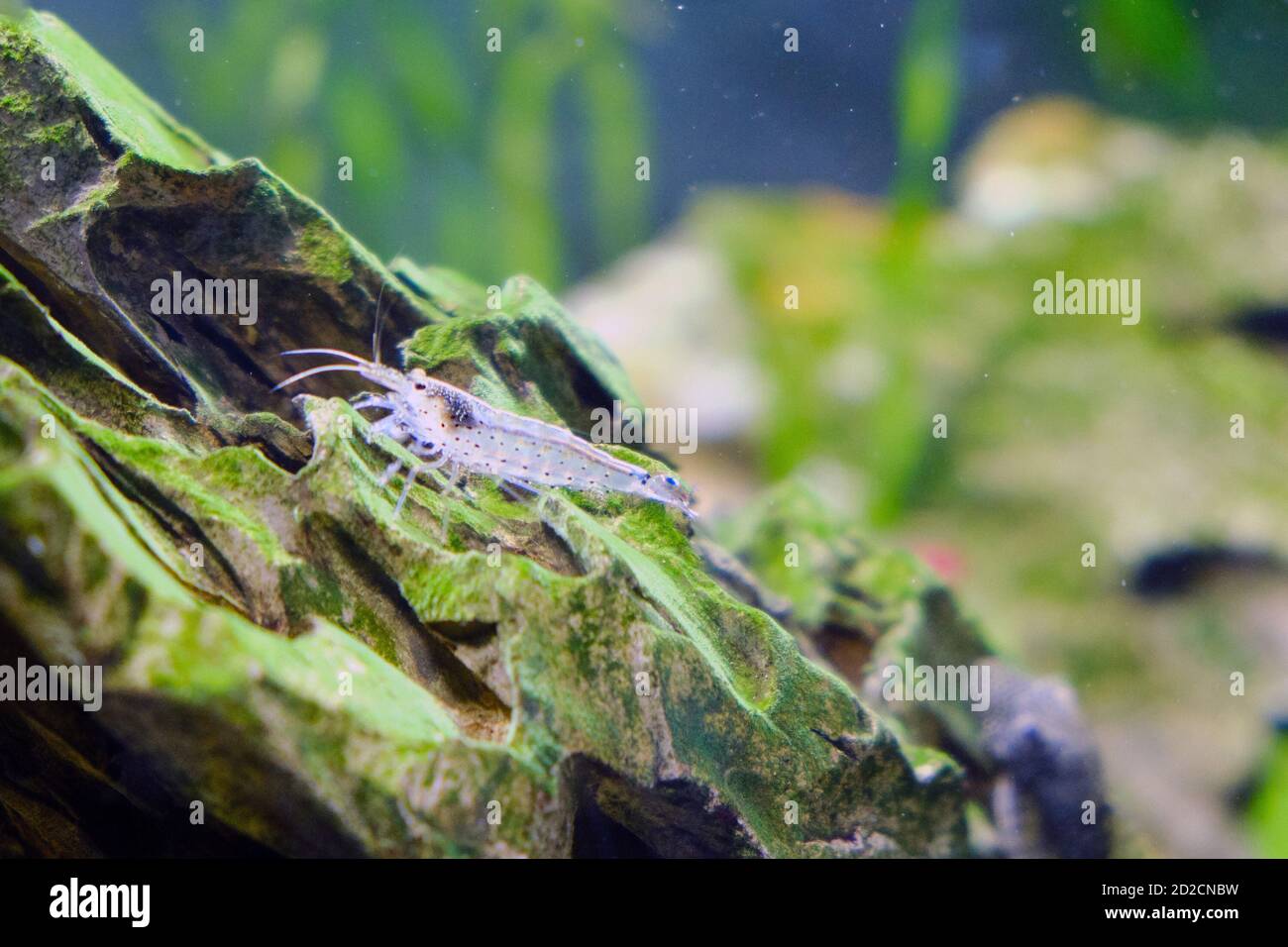 Kleine transparente Garnelen im Aquarium, Nahaufnahme Stockfoto