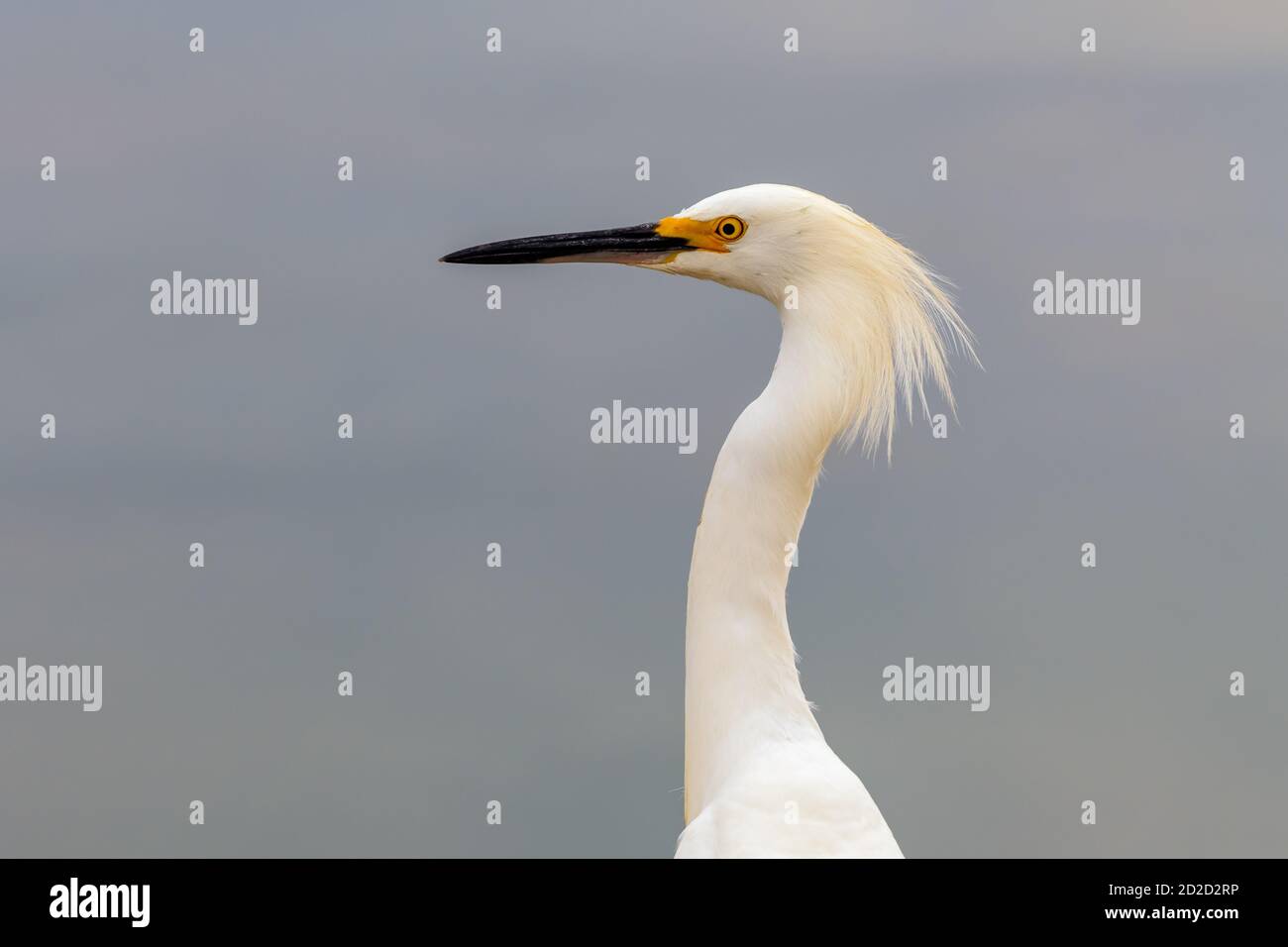 Schneegreiher (Egretta thula), Kopfschuss auf einem Seeufer Stockfoto