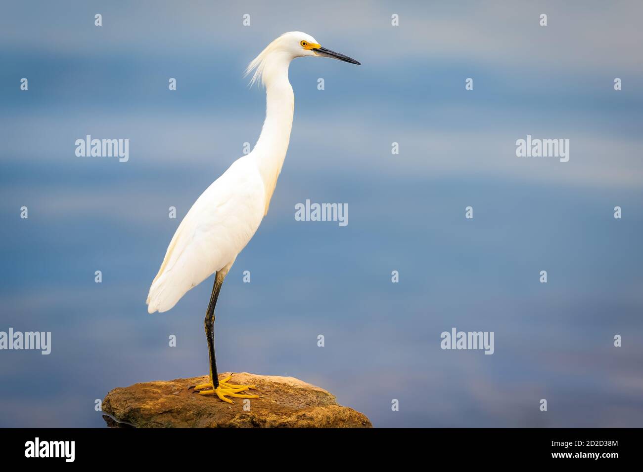 Schneegreiher (Egretta thula) an einem Seeufer Stockfoto