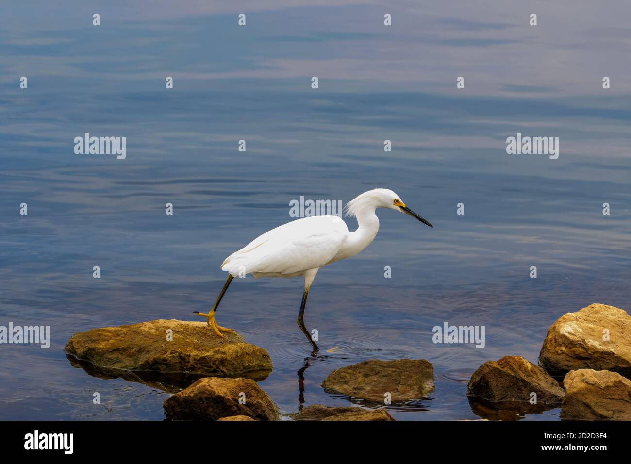 Schneegreiher (Egretta thula) an einem Seeufer Stockfoto