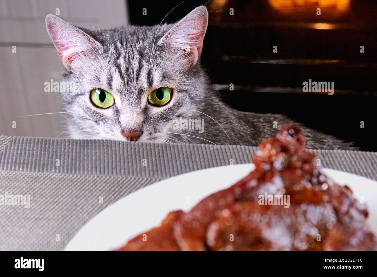 Katzenhautnah Blicke auf Stückfleisch. Haustierwache hinter dem Küchentisch. Graue Katze schaut auf den Hintergrund der Küche und ein großes Stück Fleisch auf einem Teller. Ba Stockfoto