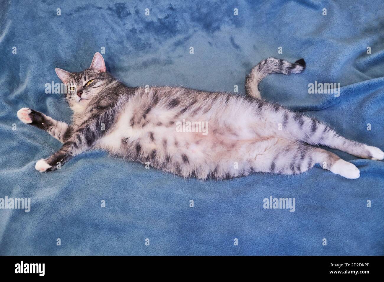Katze liegt den Bauch hoch. Großer Bauch eines Haustieres. Katze auf der  großen blauen Decke sieht böse aus. Copyspace für Text Stockfotografie -  Alamy