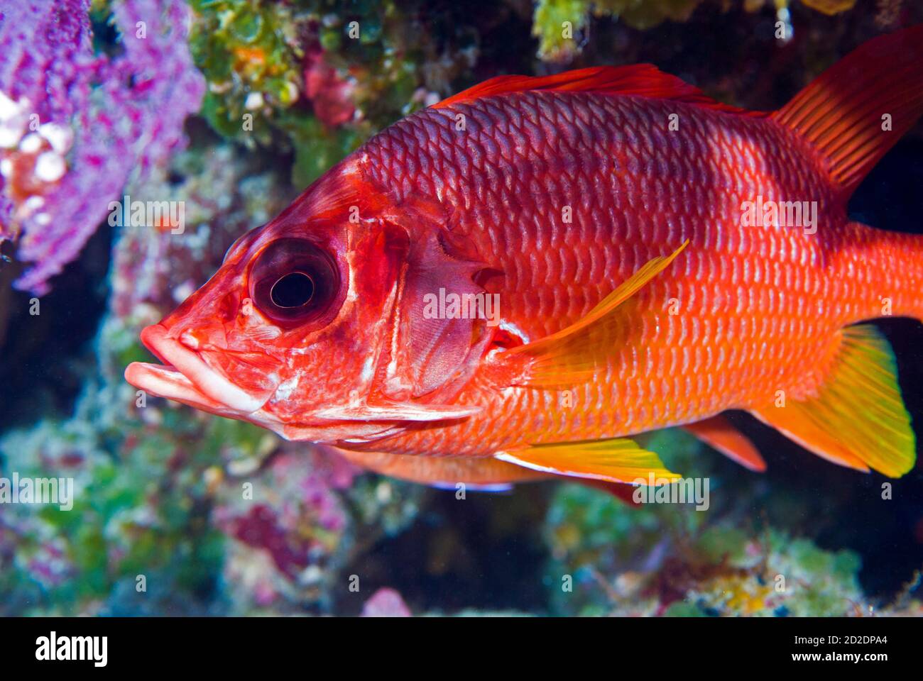 Sabre Squirrelfish (Sargocentron Spiniferum) Stockfoto