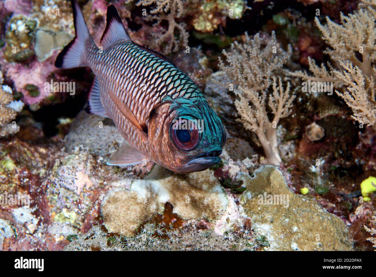 Schattensoldatfisch (Myripristis adusta) Stockfoto