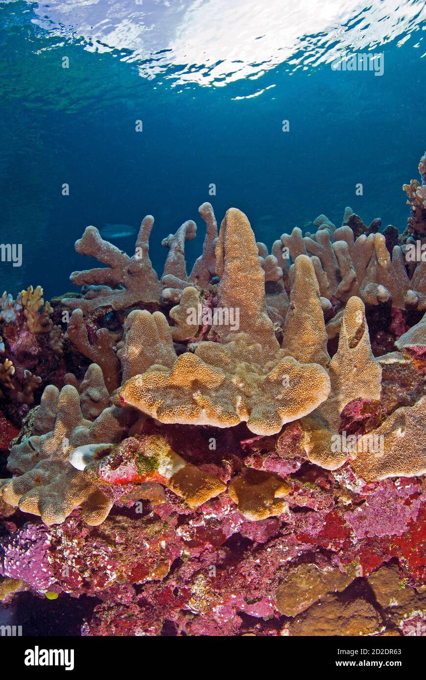 Säulen-Korallen und Acropora palifera Hartkorallen Stockfoto