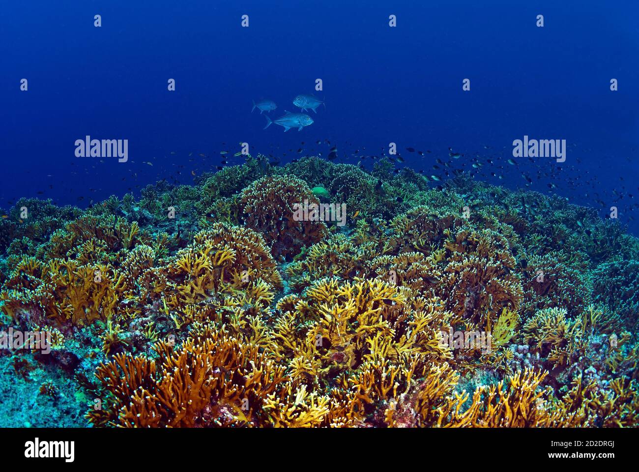 Drei bigeye trevally Jacks (Caranx sexfasciatus) Schwebt über hartem Korallenriff am Jackfish Point Stockfoto