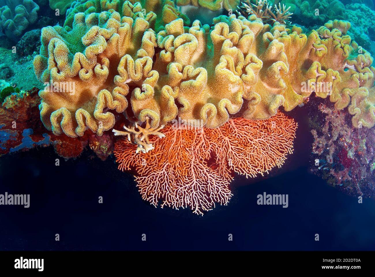 Lederkoralle (Sarcophyton-Glaukom) Und Spitze Korallen Fan auf Kinugawa Maru Wrack Stockfoto