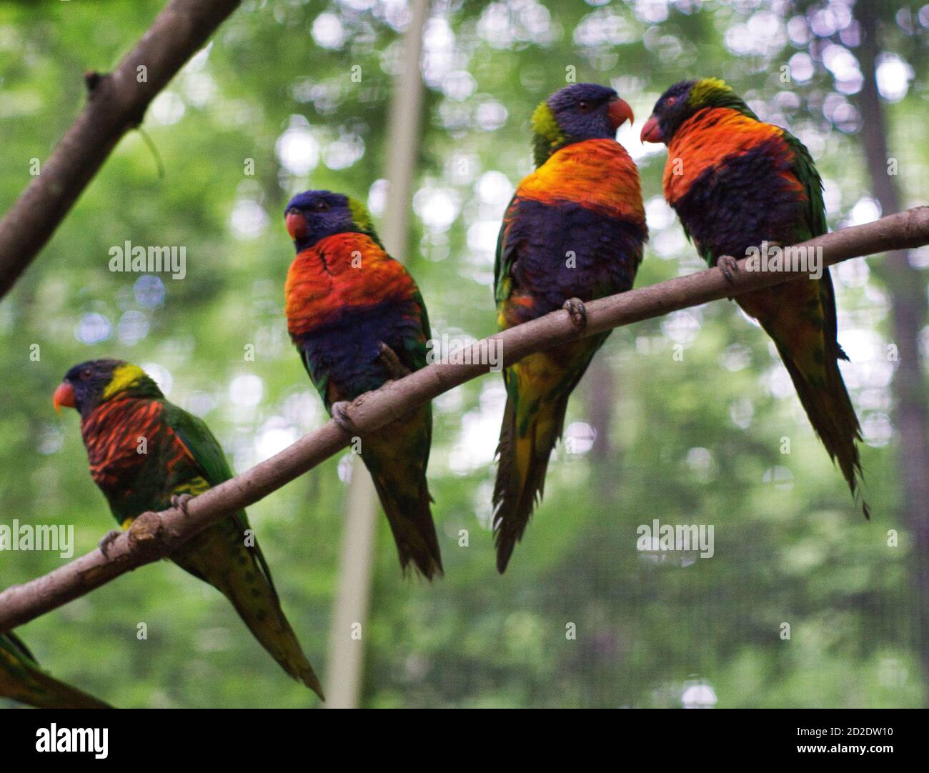 Regenbogen Lorikeet Crew Stockfoto