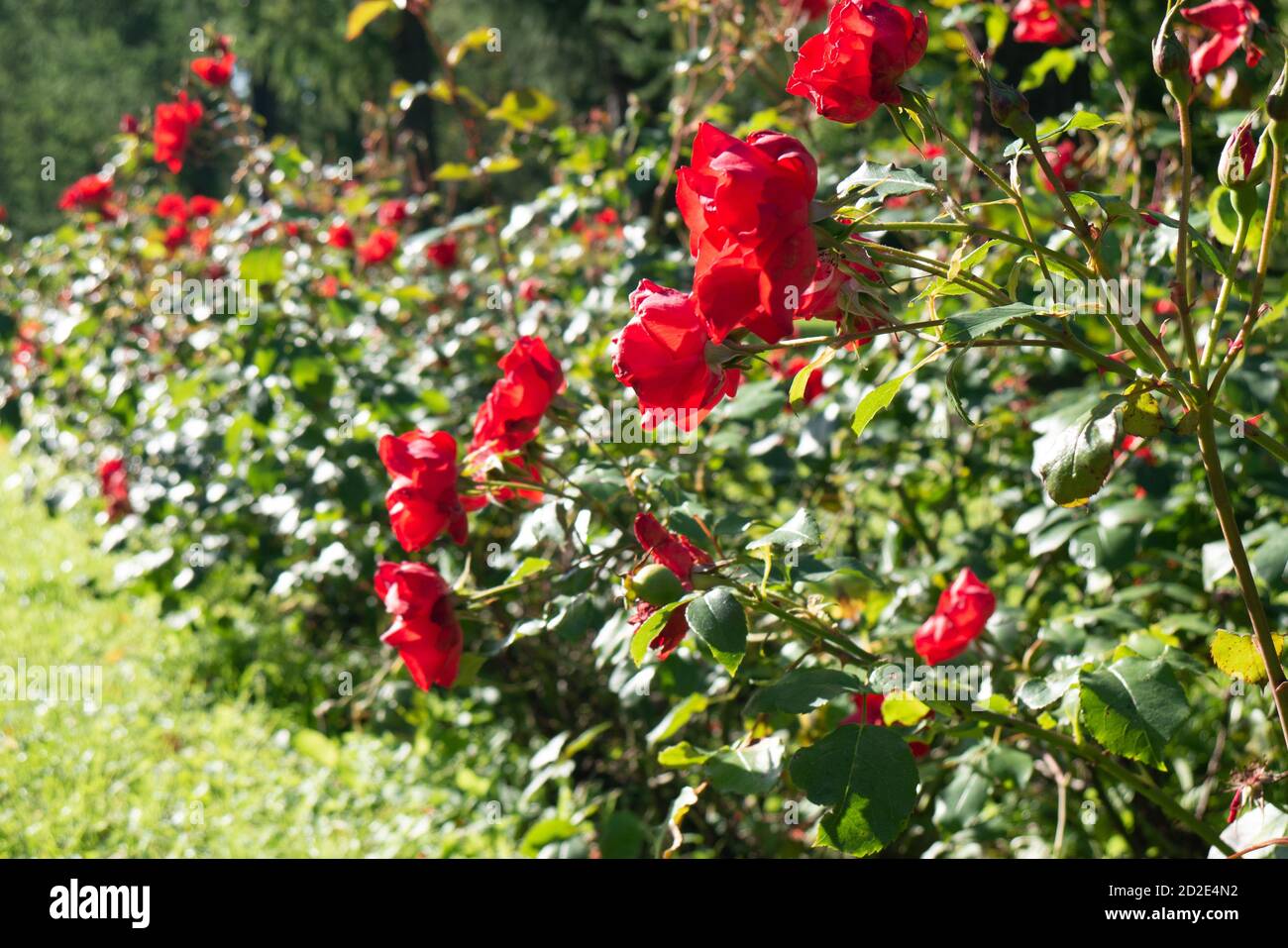 Schöne rote Rosen gegen das Grün. Stockfoto