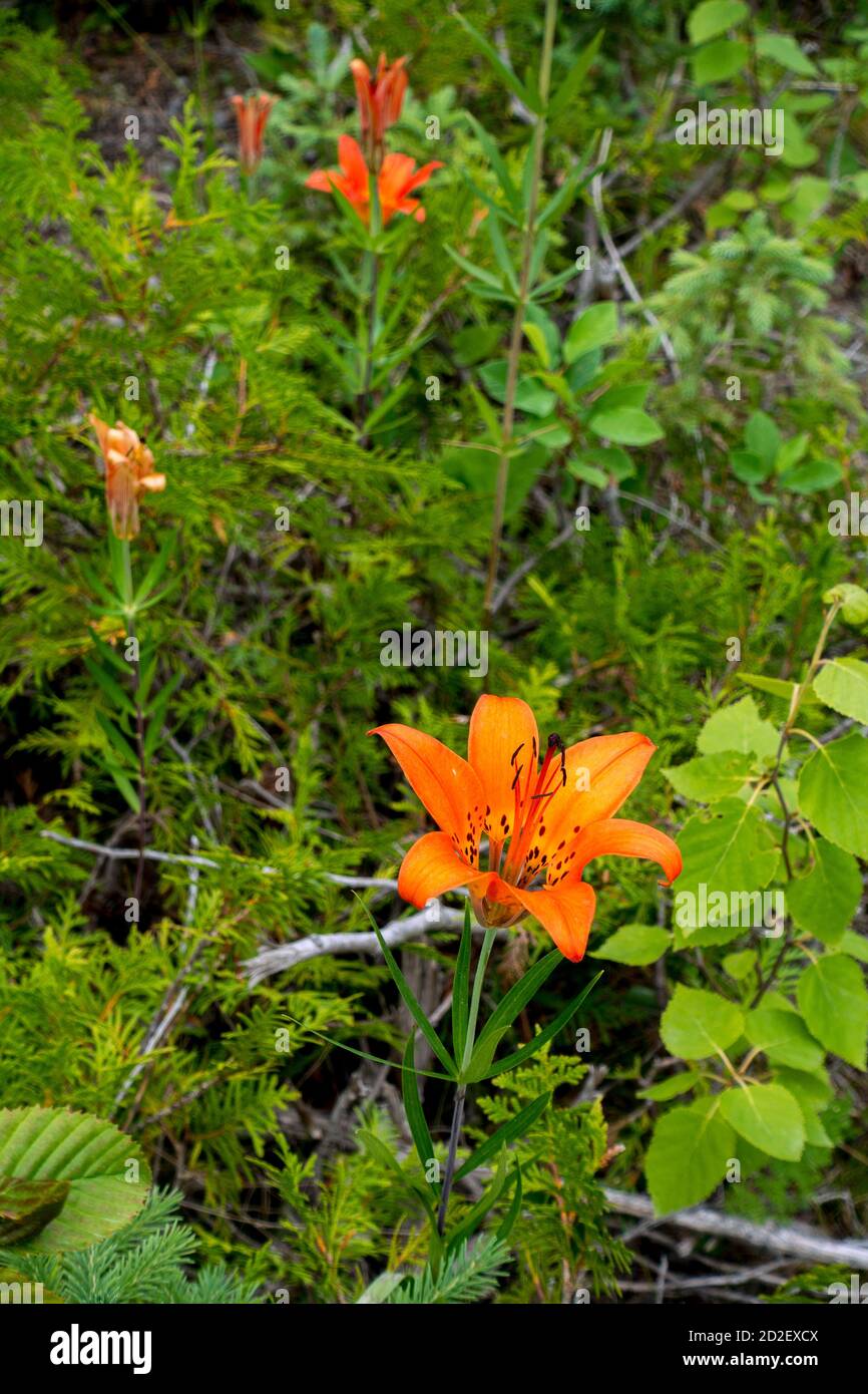 Orange Tageslilie Stockfoto