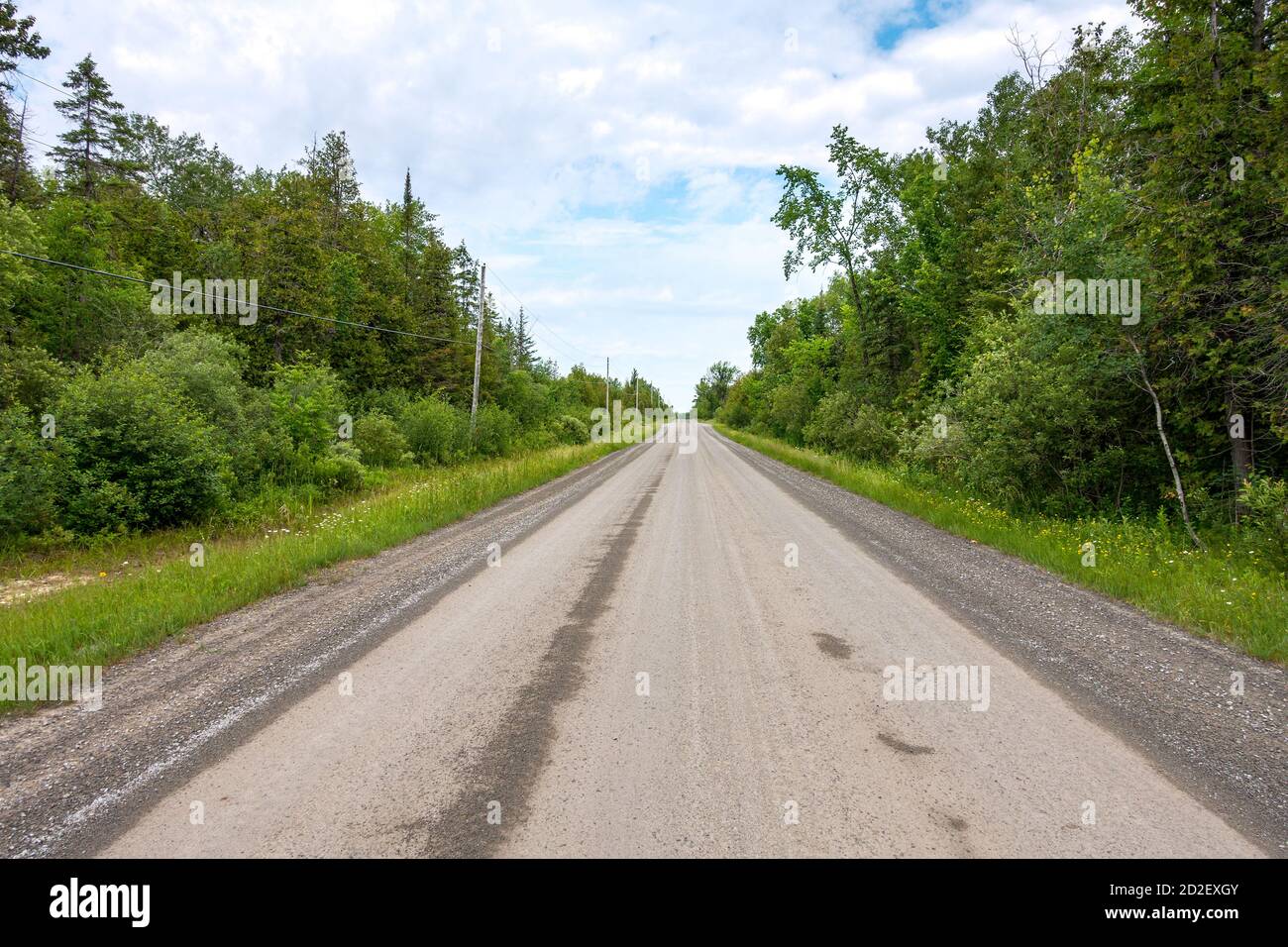 Von Bäumen gesäumte, gerade Landstraße Stockfoto