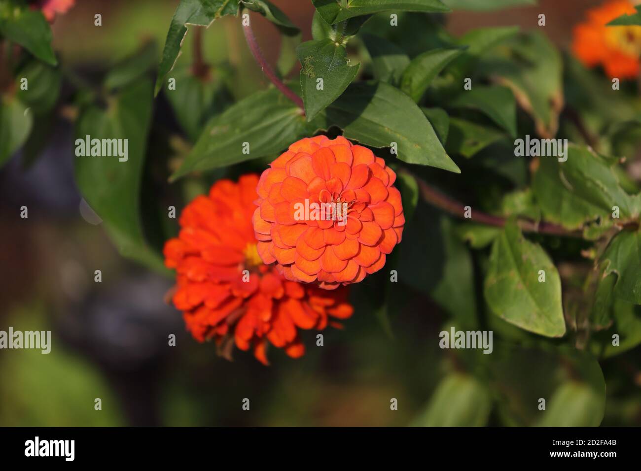 Orange zinnia Stockfoto