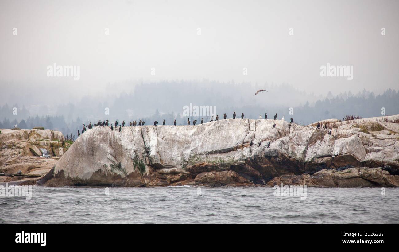 Eine Vogelreihe sitzt auf einem großen Felsen an der Küste von British-Columbia, auf weißen Inseln Stockfoto