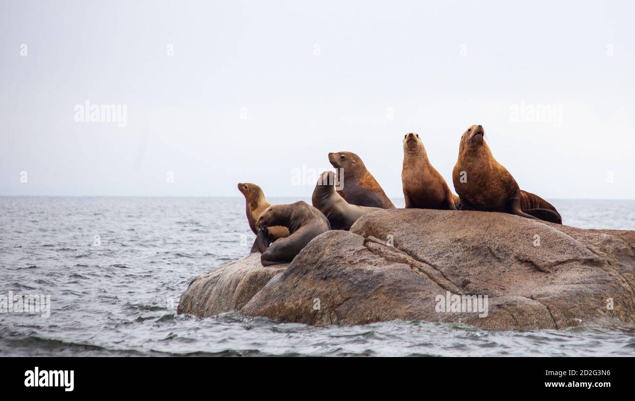 Eine Gruppe kalifornischer Seelöwen sitzt auf einem Felsen nahe dem Pazifischen Ozean und bewacht ihr Territorium. An der Sunshine Coast von British Columbia. Stockfoto