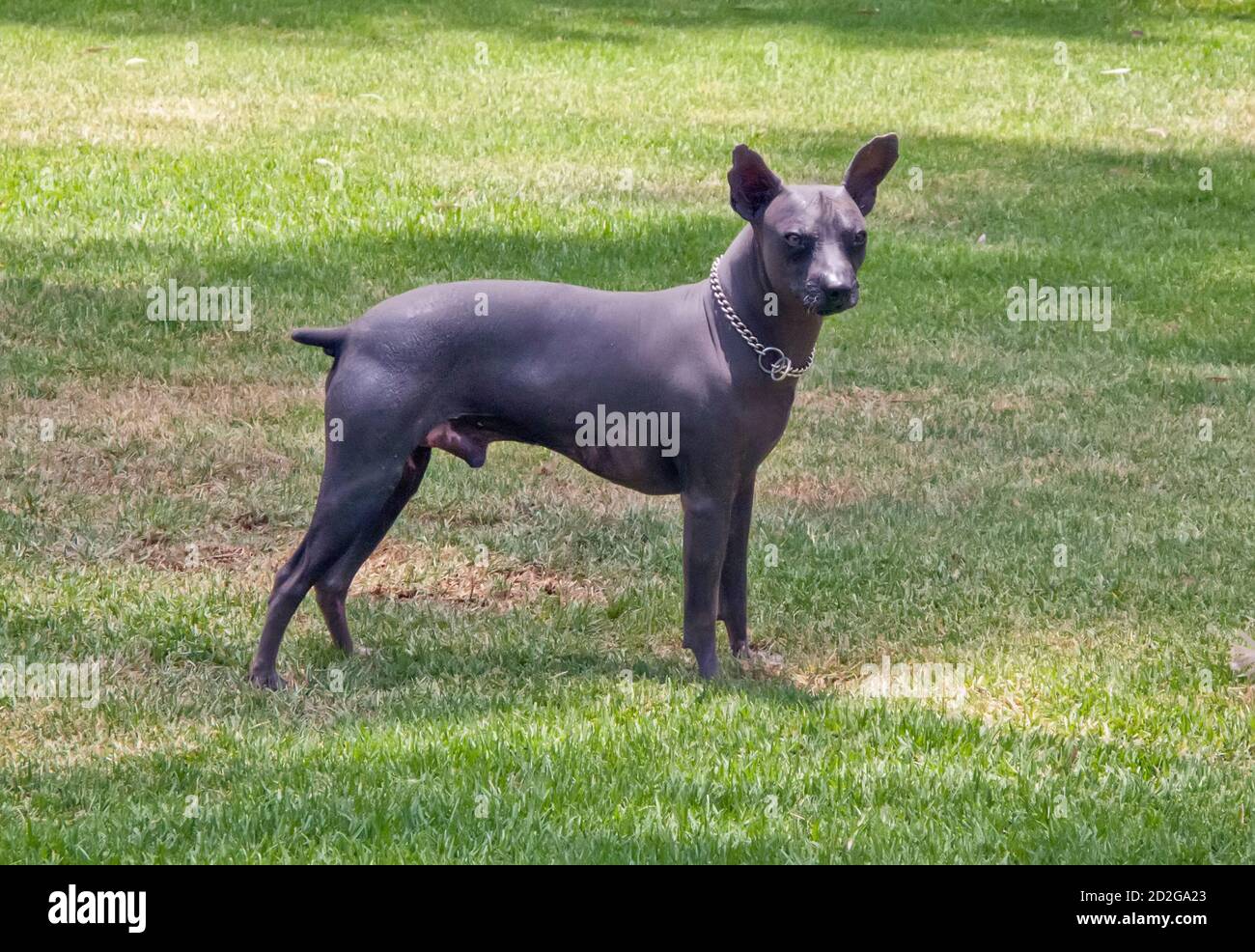 Xoloitzcuintle oder Xoloitzcuintli oder haarloser mexikanischer Hund Stockfoto