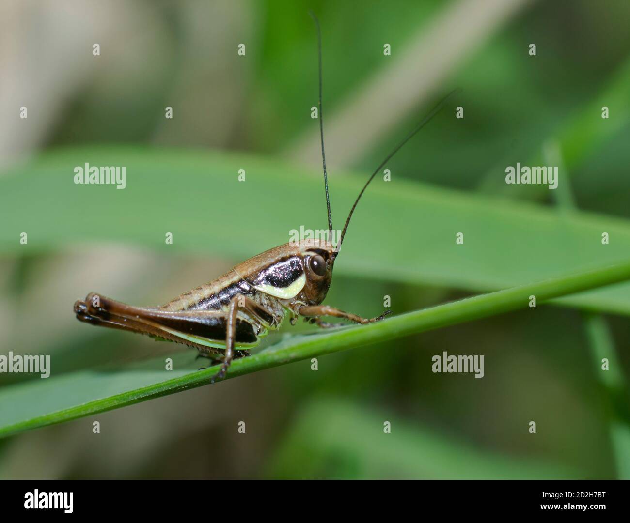 Nahaufnahme einer kleinen Kricket auf einem Grashalm Stockfoto