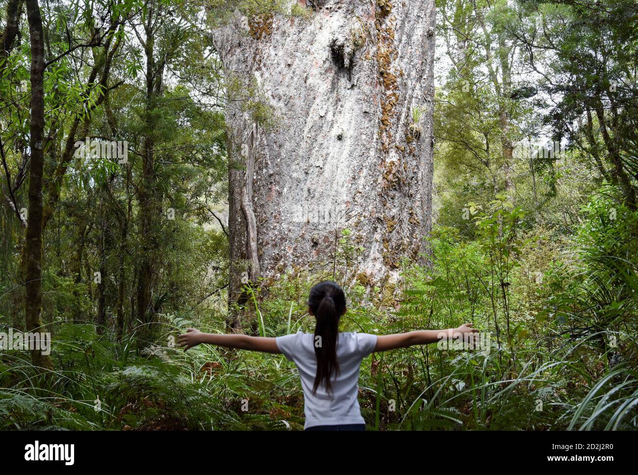 Peking, Neuseeland. Oktober 2020. Ein Tourist blickt auf einen Kauri-Baum im Waipoua-Wald in Northland, Neuseeland, 6. Oktober 2020. Waipoua und die angrenzenden Wälder bilden den größten verbleibenden Teil des einheimischen Waldes in Northland sowie die Heimat der Kauri-Bäume. Kredit: Guo Lei/Xinhua/Alamy Live Nachrichten Stockfoto