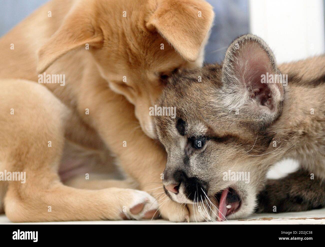 Zwei Monate alten nordamerikanischen Puma Cub spielt Baron (R) mit  Gleichaltrigen Welpen Basja in einem Zoo in der sibirischen Stadt  Krasnojarsk 24. November 2006. Baron war gestillt durch Basja Mutter, weil  seine
