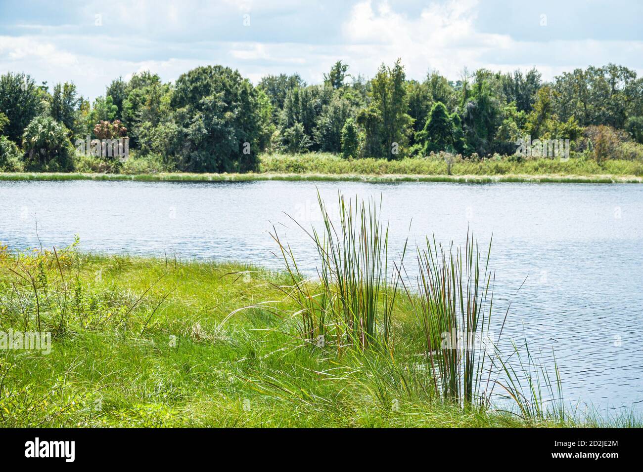 Florida, Mascotte, Sunset Lake, Wasser, Vegetation Gräser Sinkhole Feuchtgebiete, Besucher reisen Reise Tourismus Tourismus Wahrzeichen Kultur Kult Stockfoto