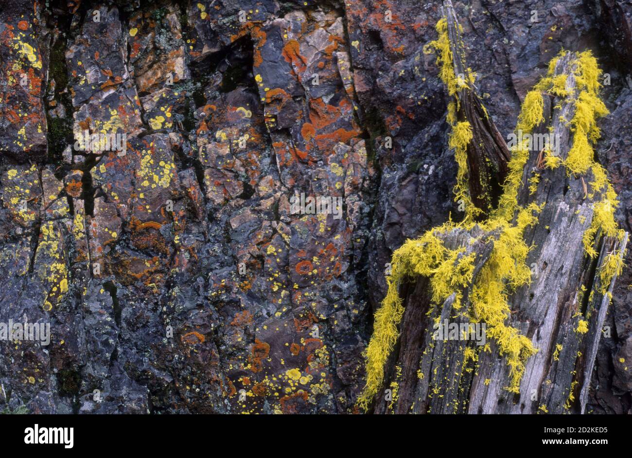 Flechten am Aufschluss, Yamsay Mountain Primitive Area, Fremont National Forest, Oregon Stockfoto