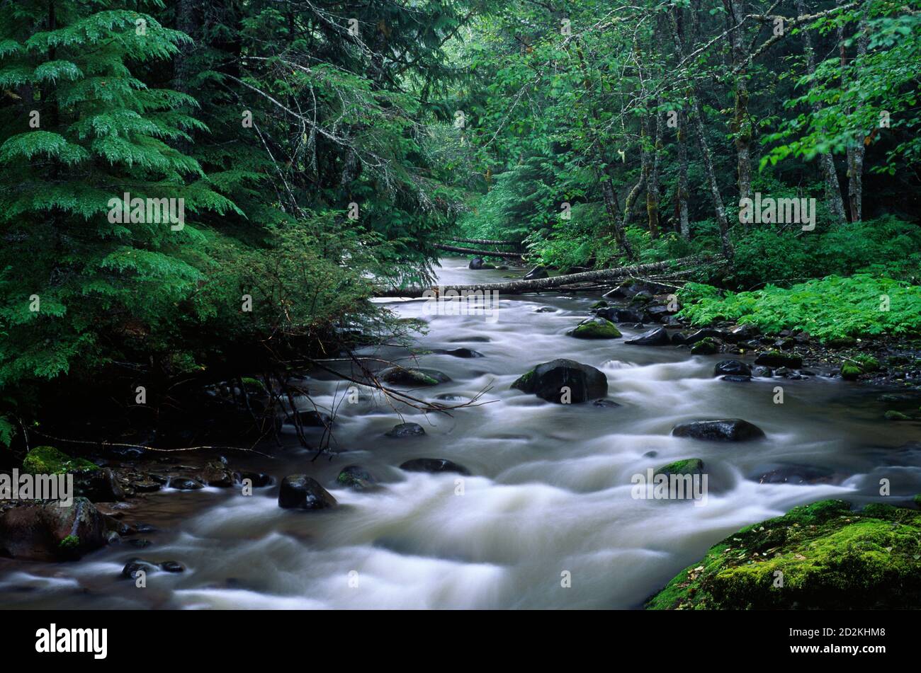 Salmon River, Salmon Huckleberry Wilderness, Mt Hood National Forest, Oregon Stockfoto
