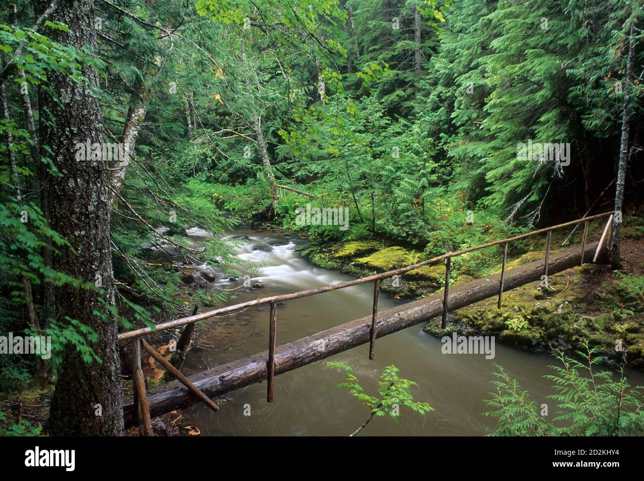 Linney Creek Trail Wanderbrücke über Salmon River, Salmon Huckleberry Wilderness, Mt Hood National Forest, Oregon Stockfoto