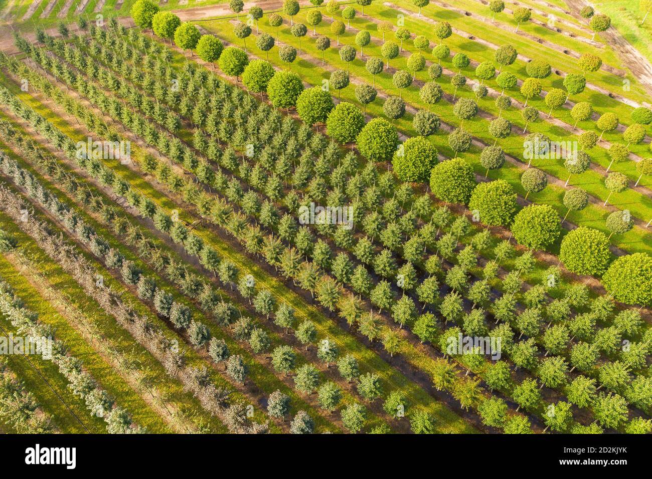 Bad Zwischenahn, Deutschland. September 2020. Ein Feld der Baumschule 'Bruns -Pflanzen-Export GmbH & Co. Kg' aus der Vogelperspektive (Drohnenschuss).  (To dpa 'das Land sucht nach zukünftigen Bäumen') Quelle: Mohssen  Assanimoghaddam/dpa/Alamy Live News ...