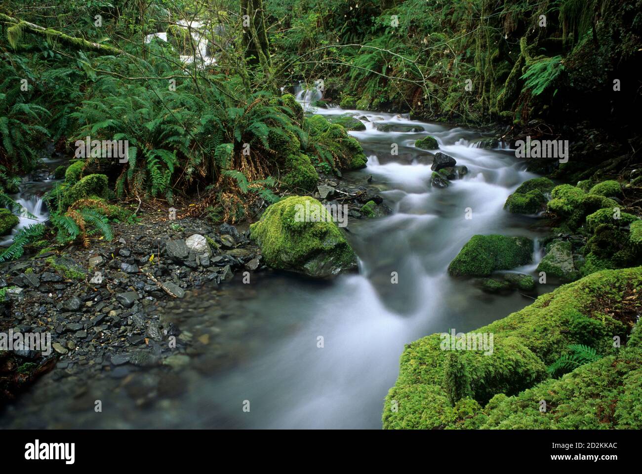 Regenbogen Creek, Chetco Wild & Scenic River, Siskiyou National Forest, Oregon Stockfoto