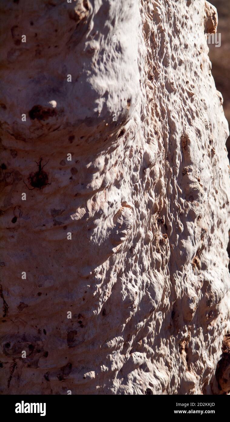 Bissige Gum (Eucalyptus leucophloia) Rinde Detail, Joffre Gorge, Karijini National Park, Western Australia Stockfoto