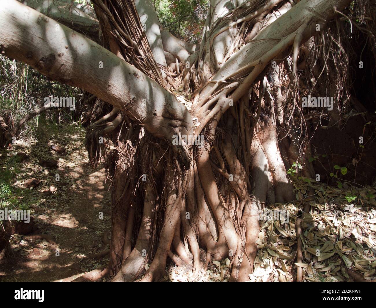 Rock Fig (Ficus platypoda) Wurzeln, Dales Gorge, Karijini National Park, Western Australia Stockfoto