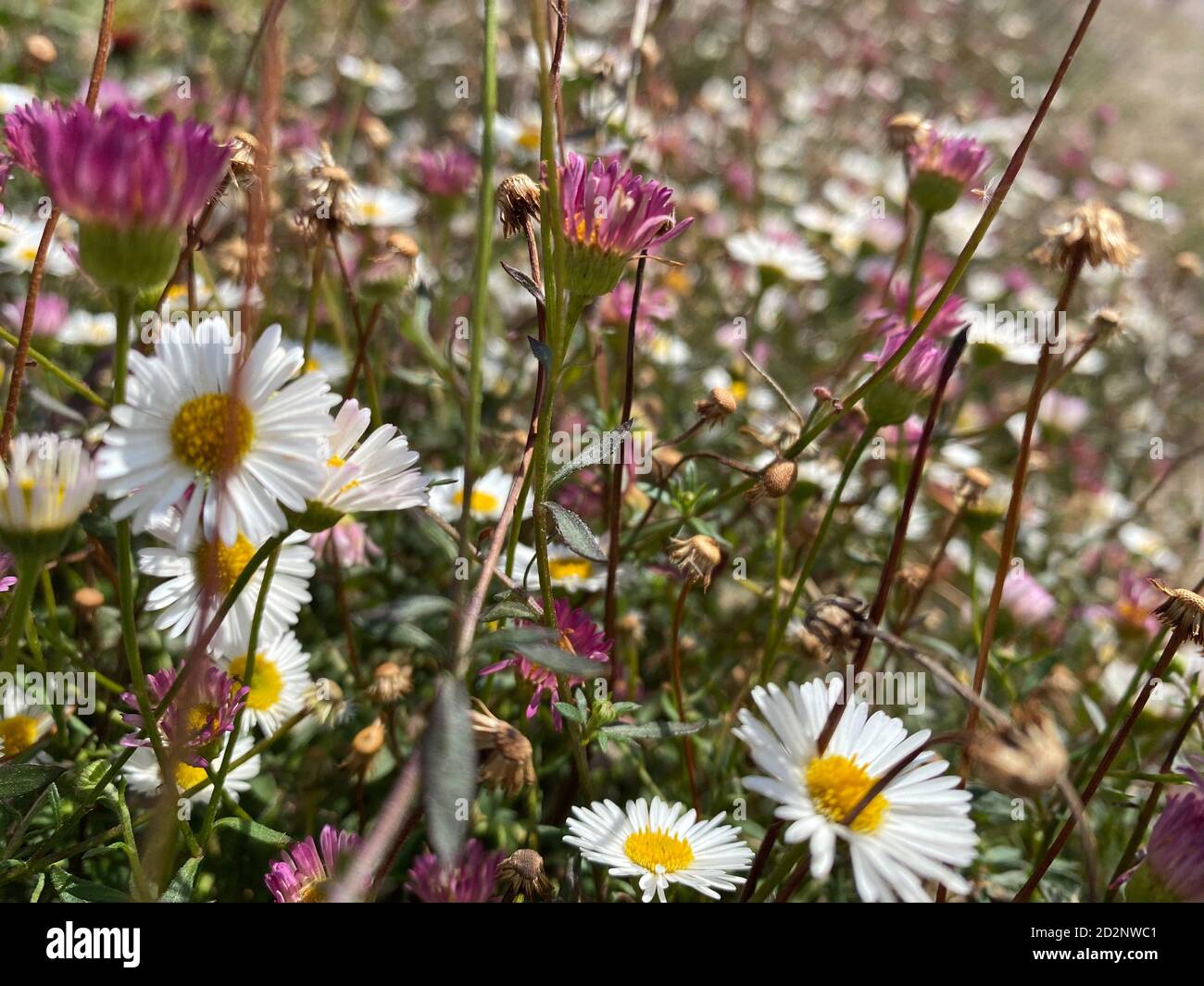 Sommerwiese Blumenlandschaft. Medow Feldgras, bunte Blumen und Gänseblümchen aus nächster Nähe Stockfoto