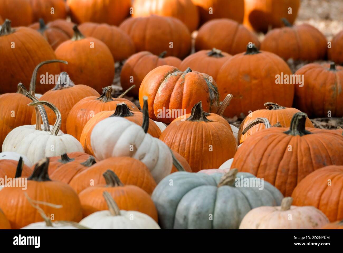 Los Angeles, Kalifornien, USA. Oktober 2020. Kürbisse werden am Dienstag, 6. Oktober 2020 im Descanso Garden in La Ca'''ada Flintridge, Kalifornien, ausgestellt. Kredit: Ringo Chiu/ZUMA Wire/Alamy Live Nachrichten Stockfoto