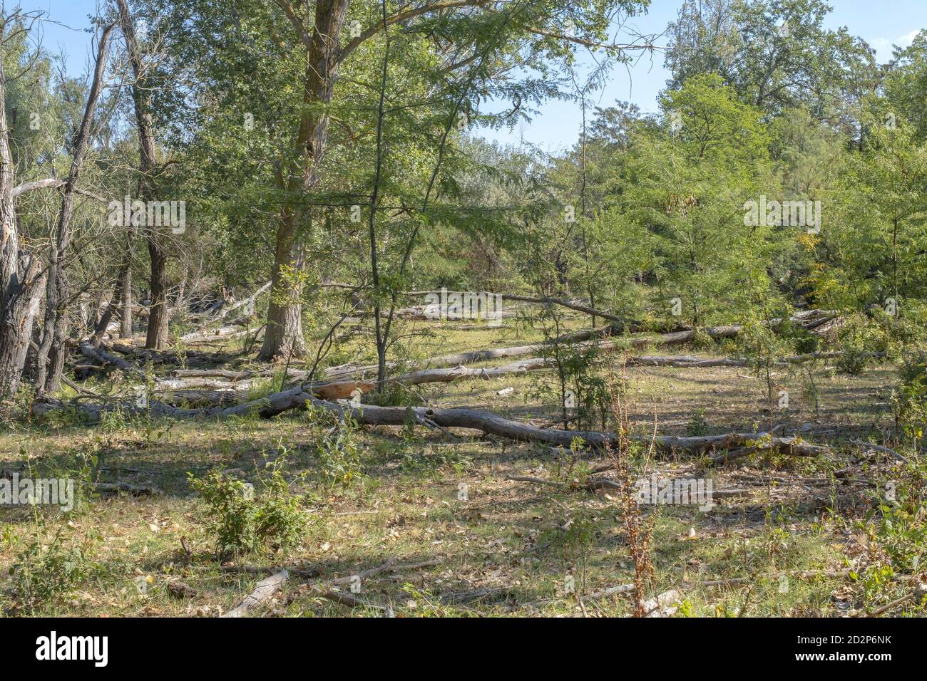 Fores auf Tataru Insel, Regional Landscape Park 'Izmail Inseln'. Tataru Insel, Chilia Zweig Donaudelta, Izmail, Odessa Oblast. Ukraine Stockfoto