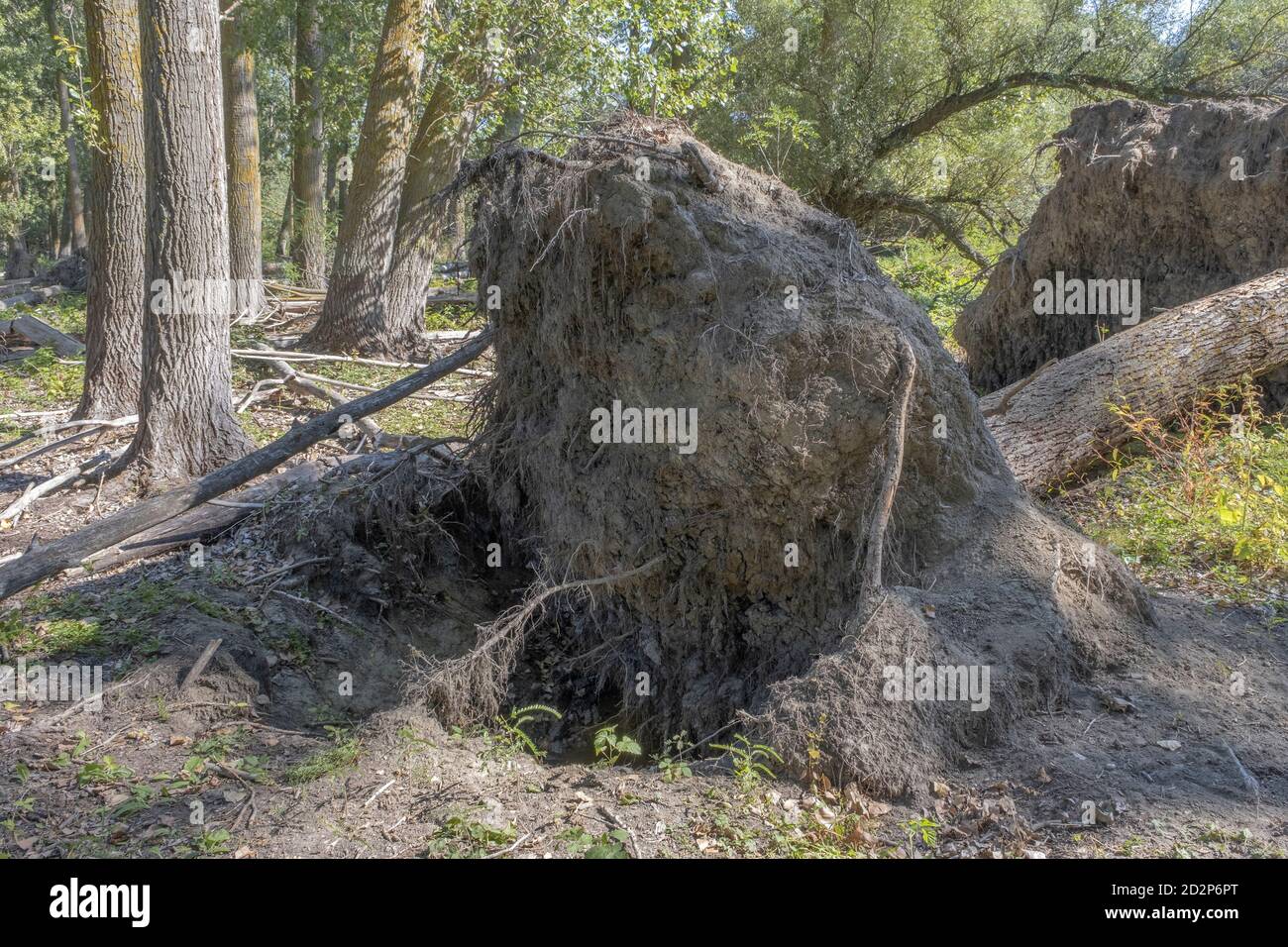 Fores auf Tataru Insel, Regional Landscape Park 'Izmail Inseln'. Tataru Insel, Chilia Zweig Donaudelta, Izmail, Odessa Oblast. Ukraine Stockfoto