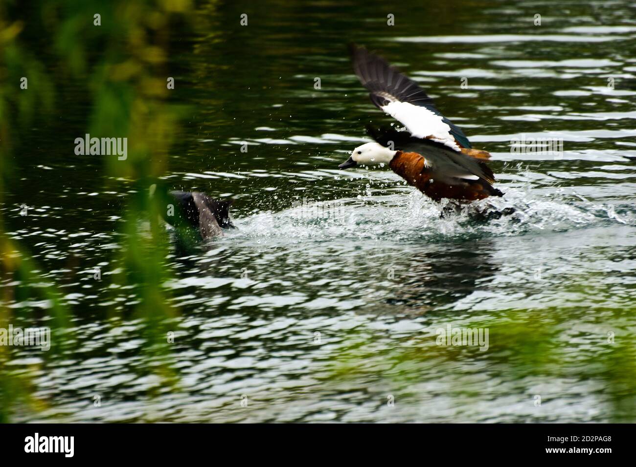 Ente in Aktion Stockfoto