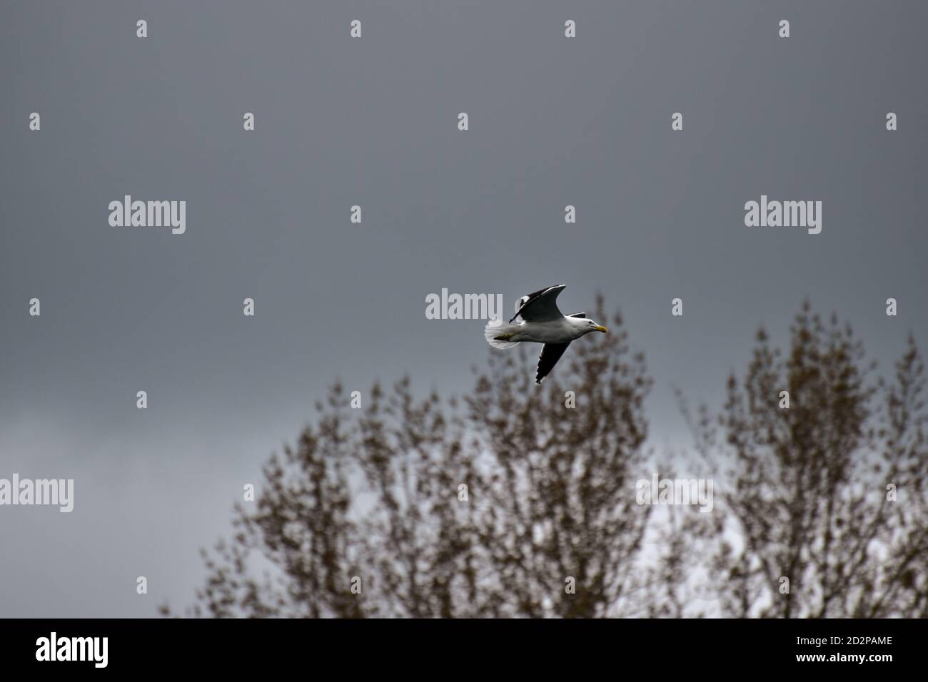 Fliegende Möwe Stockfoto
