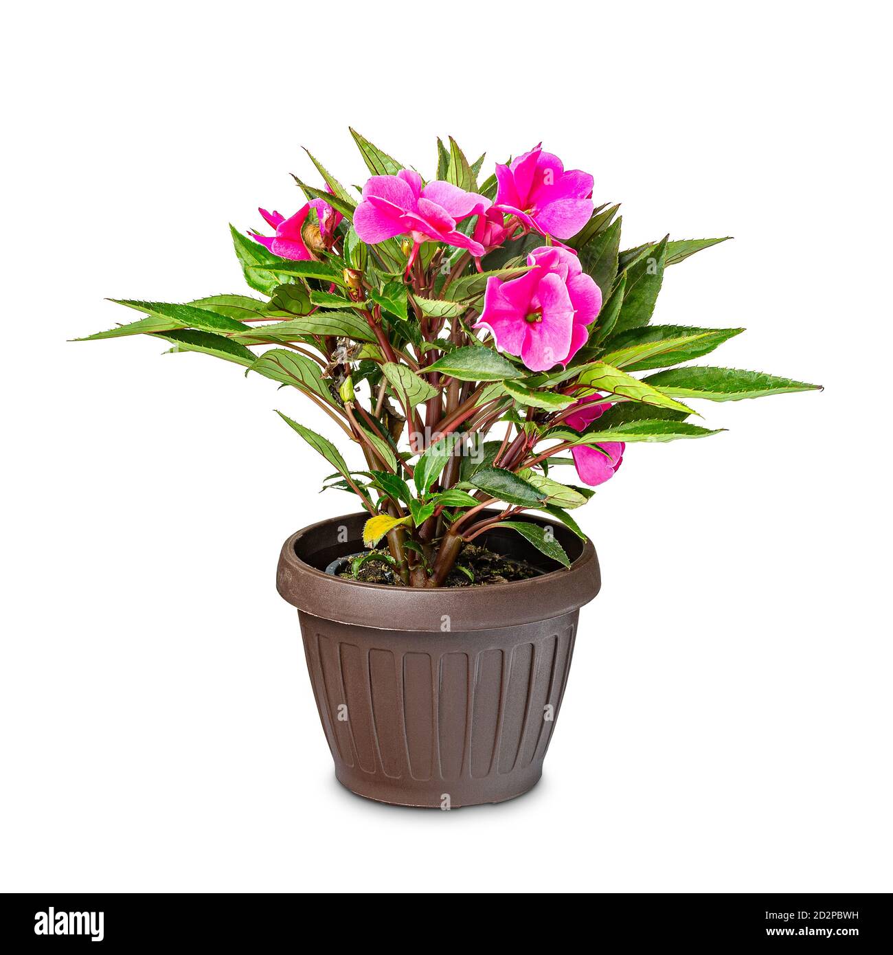 Schöne Impatiens Blume im Topf auf weißem Hintergrund Stockfoto Schöne Impatiens Blume im Topf auf weißem Hintergrund Stockfoto