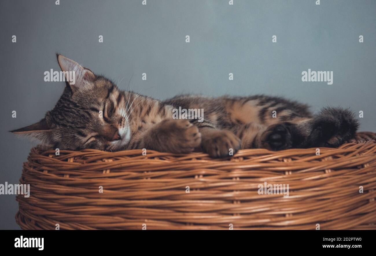 Kätzchen schlafen auf einem Weidenkorb Stockfoto