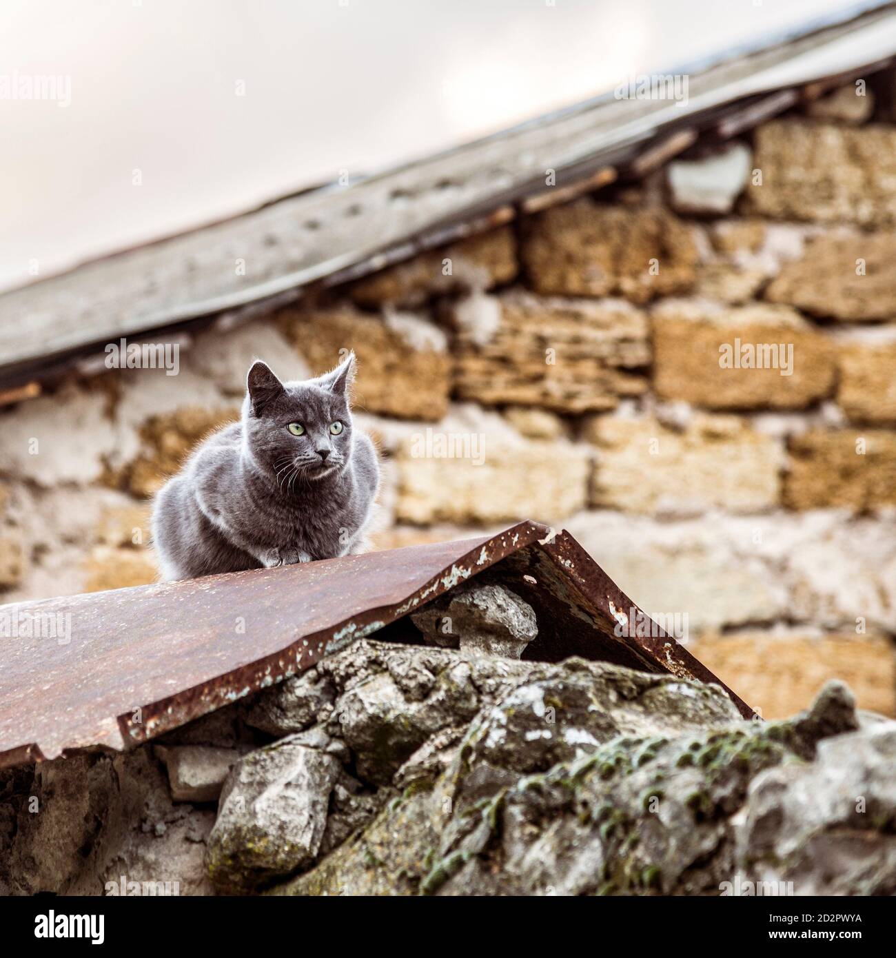 Graue britische Katze im Freien, Herbstzeit Stockfoto