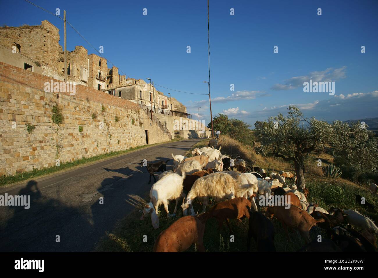 Ziegenherde in der Nähe des verlassenen Dorfes Craco, in der Nähe von Matera, Basilicata, Italien Stockfoto