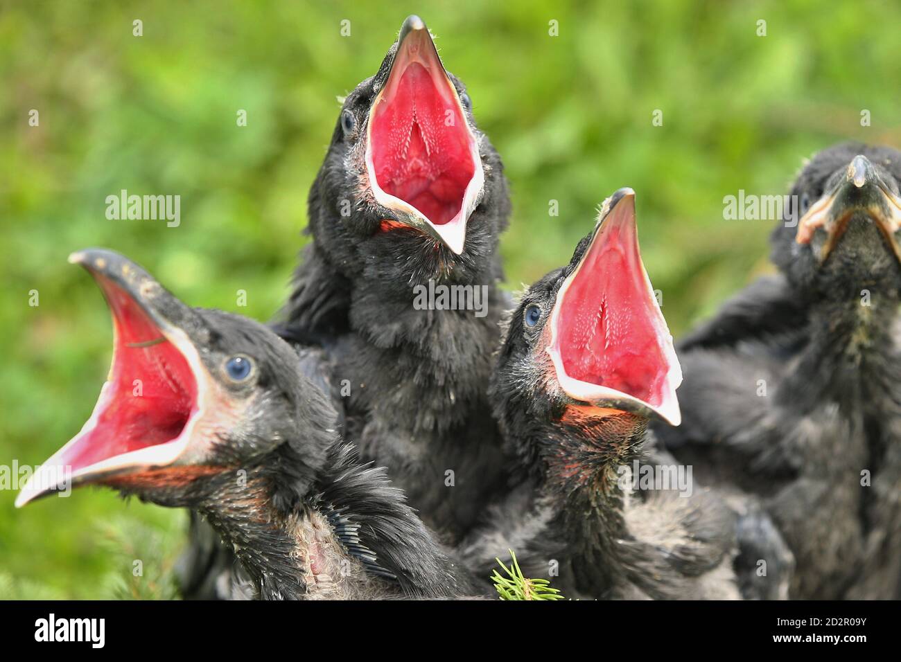 Schwarzer Rabe im Naturlebensraum. Junge Rabenvögel im Nest. Stockfoto