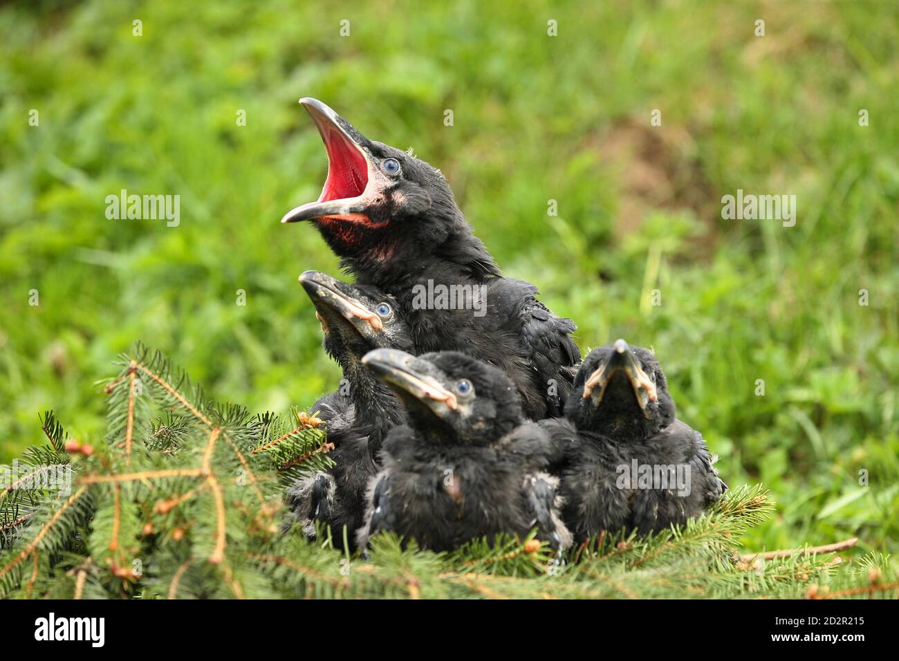 Schwarzer Rabe im Naturlebensraum. Junge Rabenvögel im Nest. Stockfoto