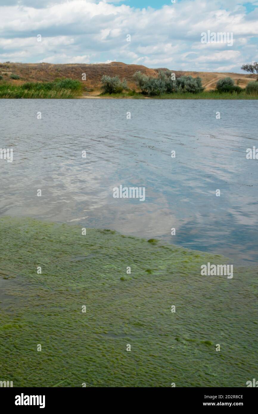 Das Flussufer ist mit einer Schicht von Entenkraut und Algen überwuchert. Schlammiges Wasser, weicher Fokus. Ökologisches und biologisches Gefahrenkonzept. Stockfoto