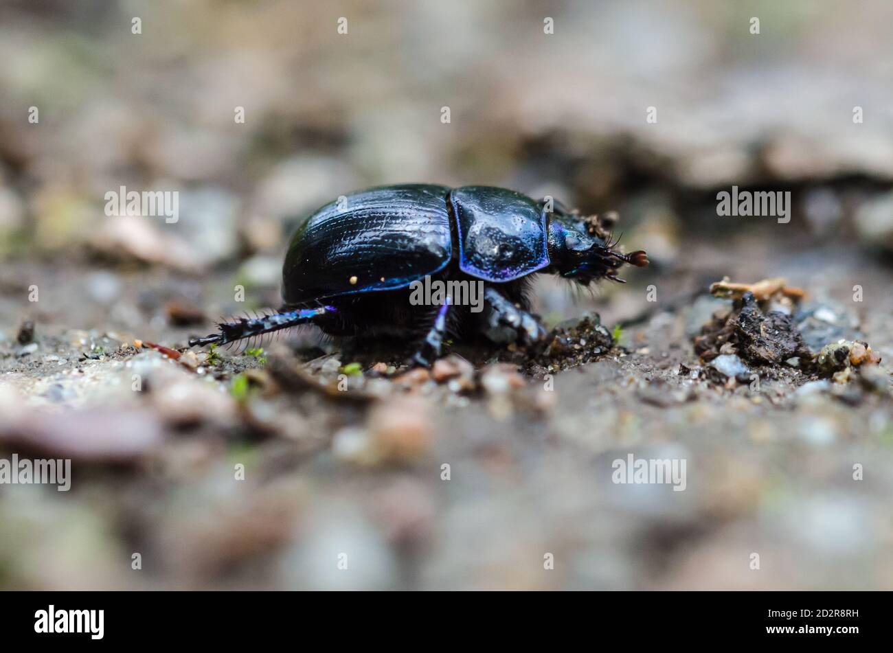 Dor Käfer auf dem Boden aus nächster Nähe Stockfoto