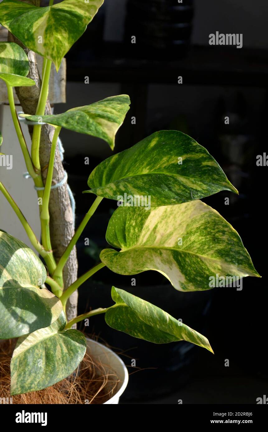 Die Schönheit Leaf Eipremnum aureum (sirih gading) Pflanze Stockfoto