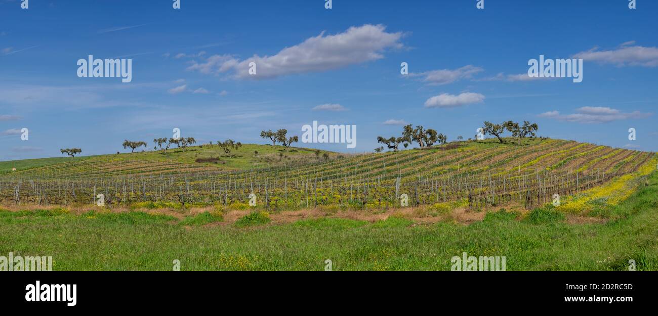 campo de vides para vino, Reguengos de Monsaraz , Distrito de Évora, Alentejo, Portugal Stockfoto