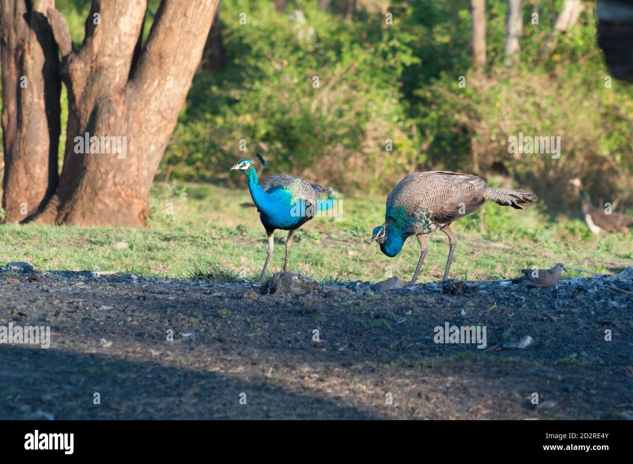 Indischen Pfauen (Pavo Cristatus) Stockfoto