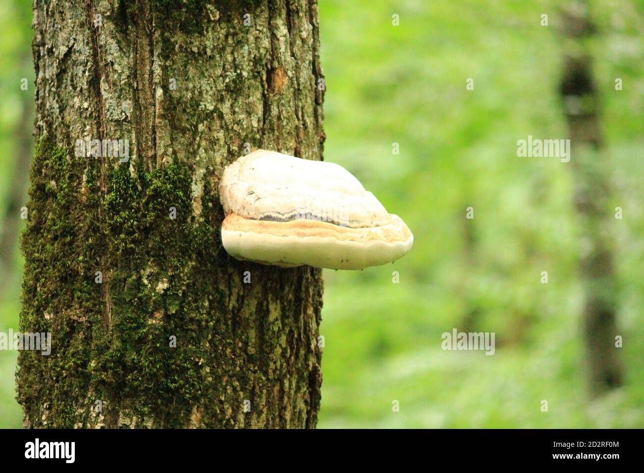 Der Stamm eines Baumes mit Moos und Chaga-Pilz auf dem Stamm. Stockfoto